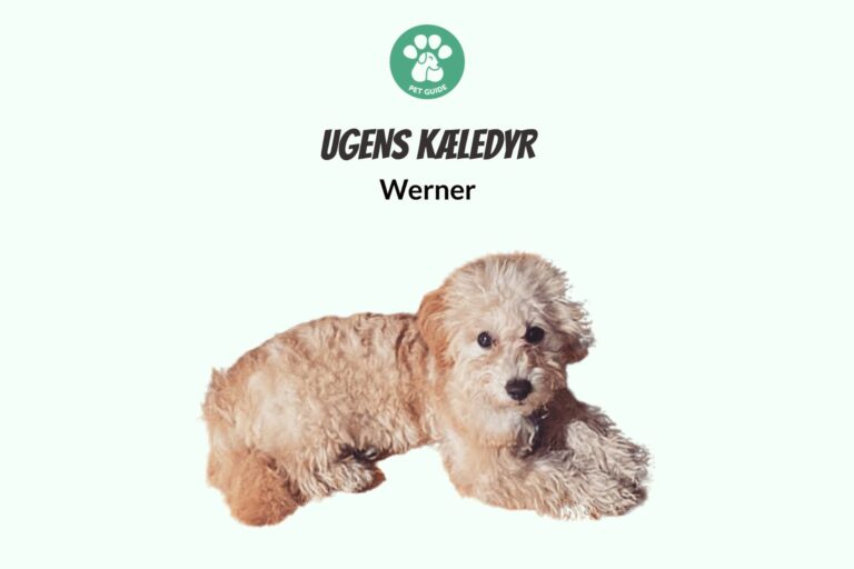 Ugens Kæledyr – Werner (Uge 22)