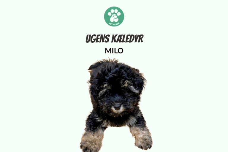 Ugens Kæledyr – Milo (Uge 27)