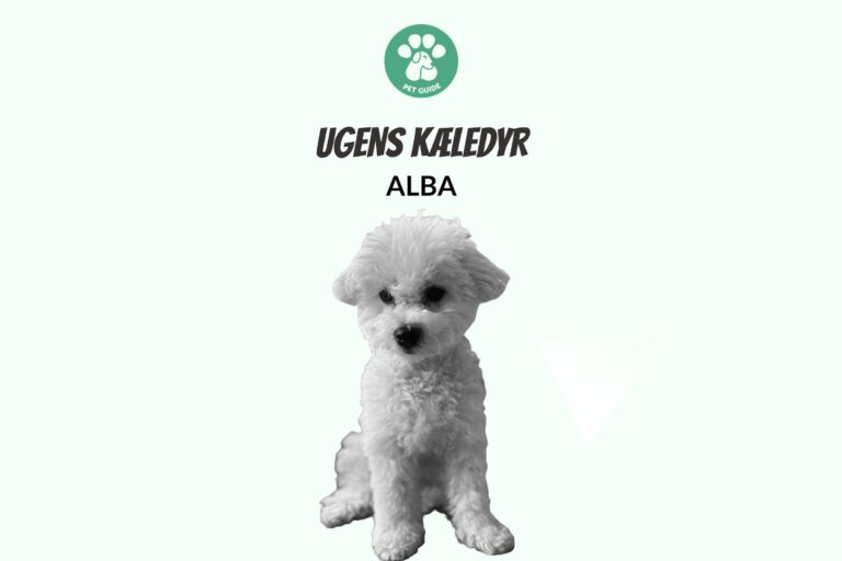 Ugens Kæledyr – Alba (Uge 29)