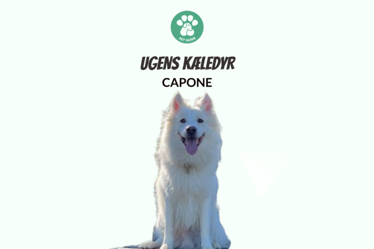 Ugens Kæledyr – Capone (Uge 30)