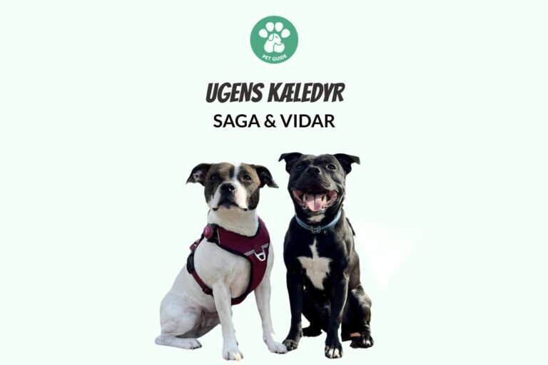 Ugens Kæledyr – Saga & Vidar (Uge 28)