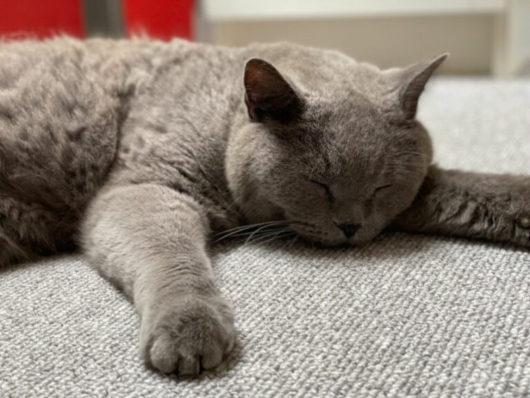 British Shorthair – Lær racen bedre at kende!