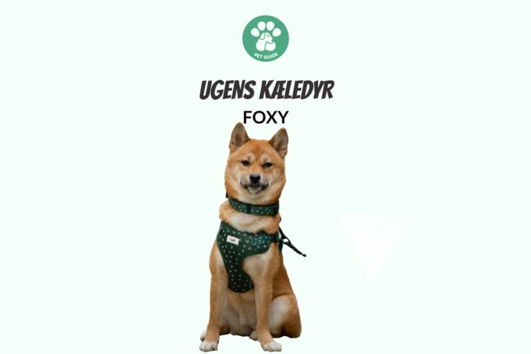 Ugens Kæledyr – Foxy (Uge 32)