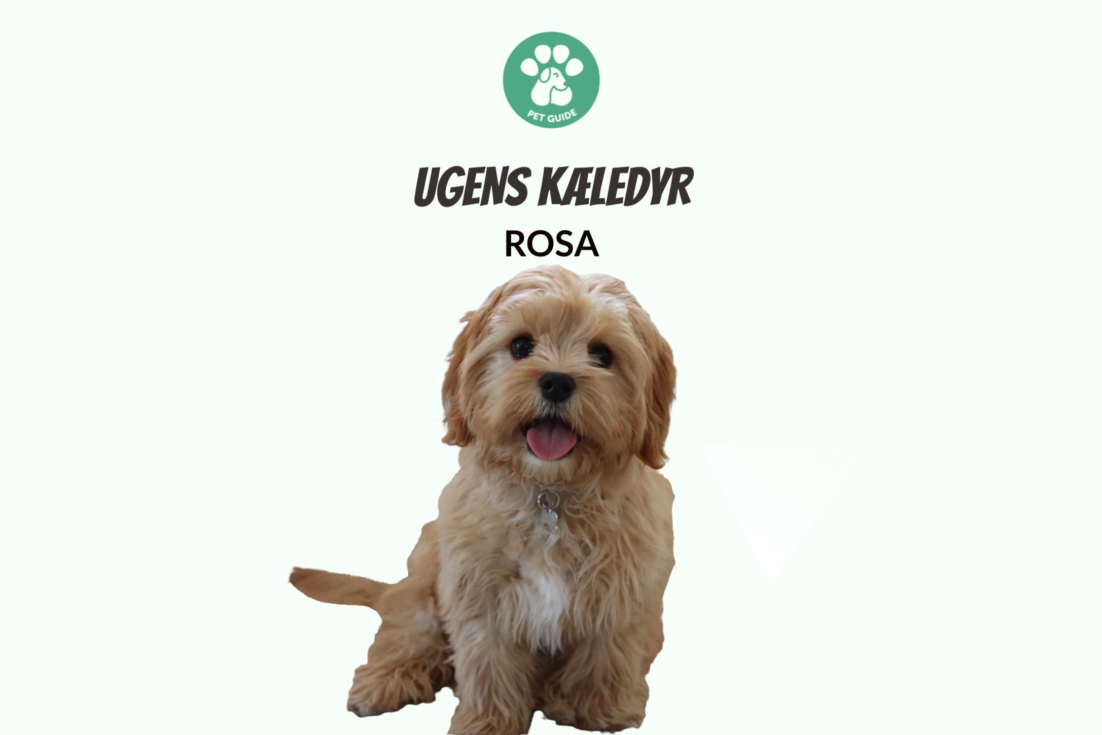 ugens kæledyr pet guide