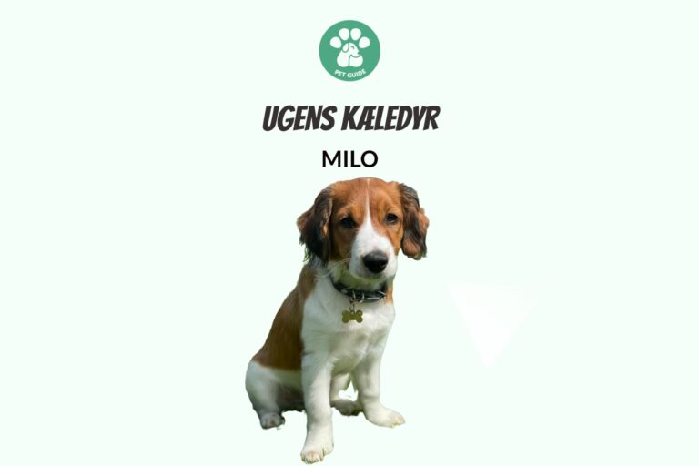 Ugens Kæledyr – Milo (Uge 34)
