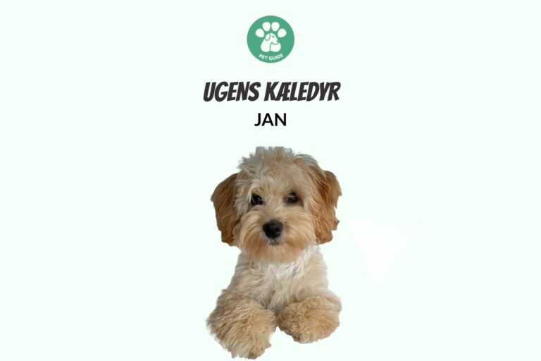 Ugens Kæledyr – Jan (Uge 31)