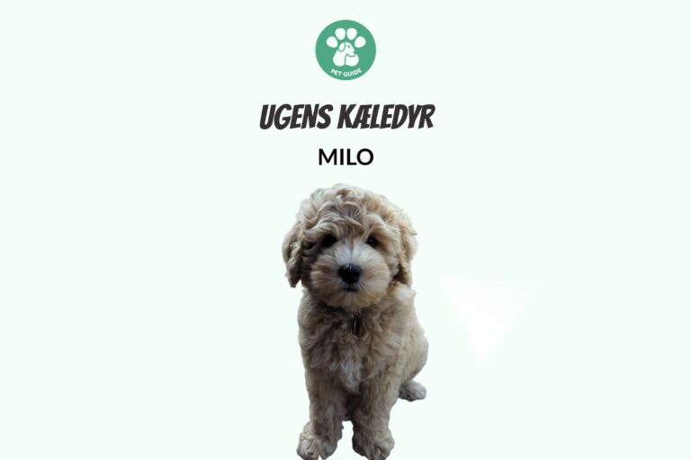 Ugens Kæledyr – Milo (Uge 35)