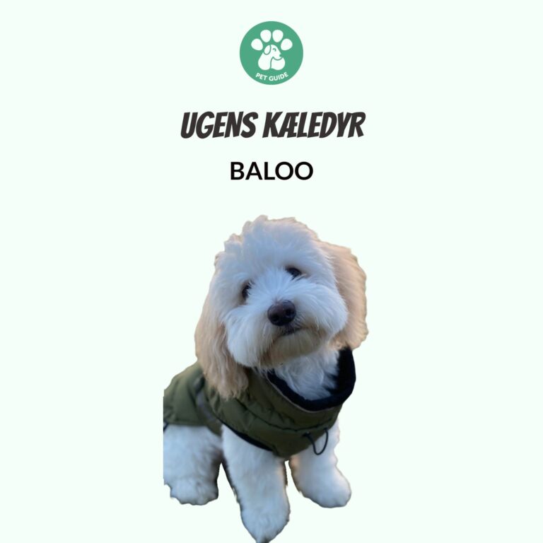 Ugens Kæledyr – Baloo (Uge 37)
