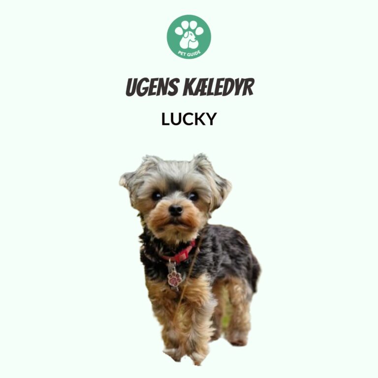 Ugens Kæledyr – Lucky (Uge 38)
