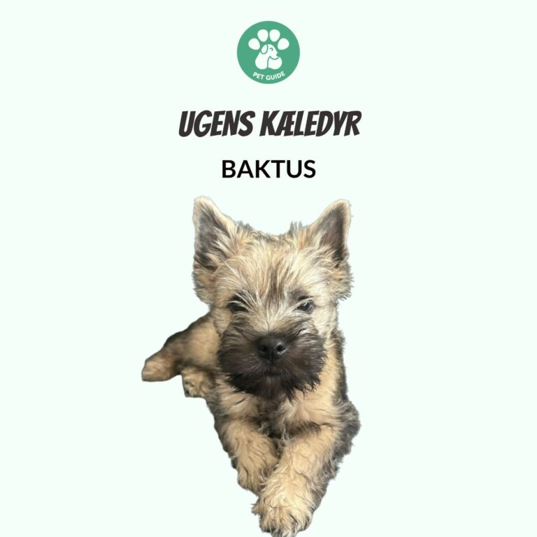 Ugens Kæledyr – Baktus (Uge 39)