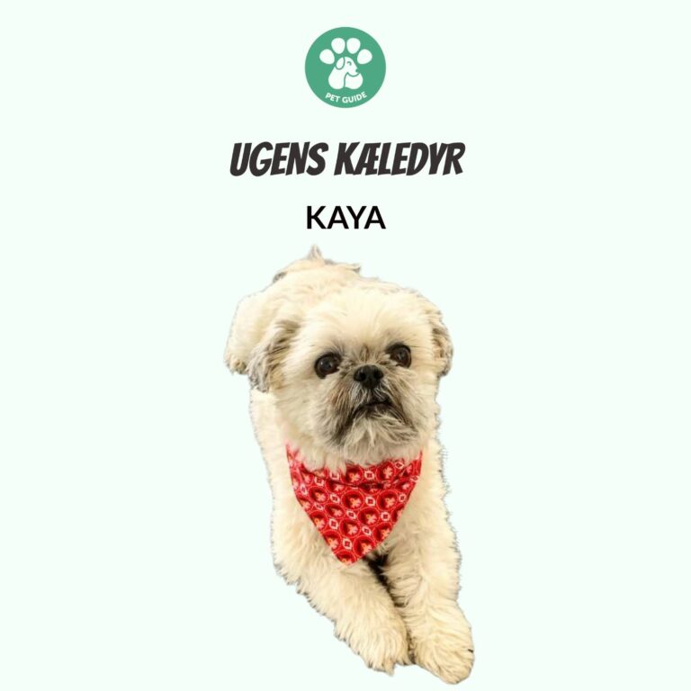 Ugens Kæledyr – Kaya (Uge 36)