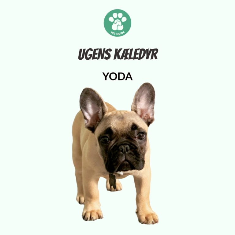 Ugens Kæledyr – Yoda (Uge 43)
