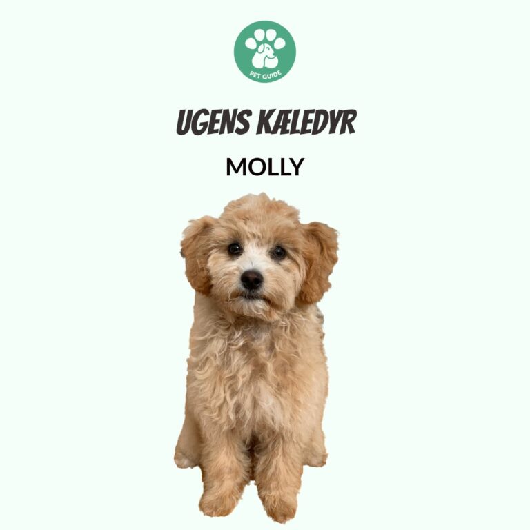 Ugens Kæledyr – Molly (Uge 41)