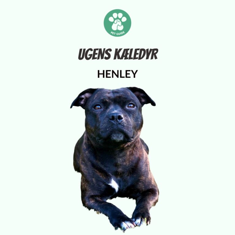 Ugens Kæledyr – Henley (Uge 42)