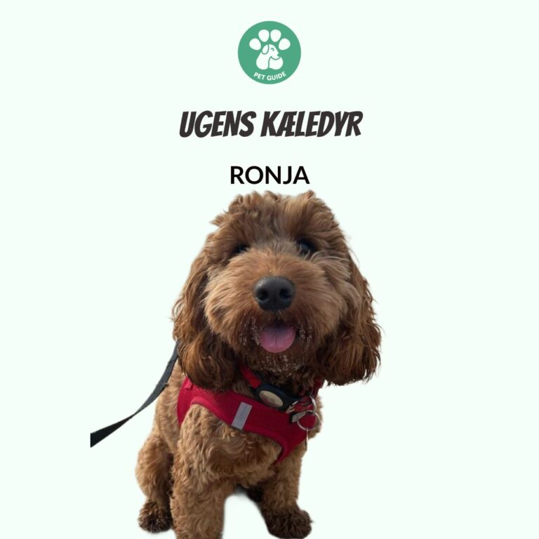 Ugens Kæledyr – Ronja (Uge 44)