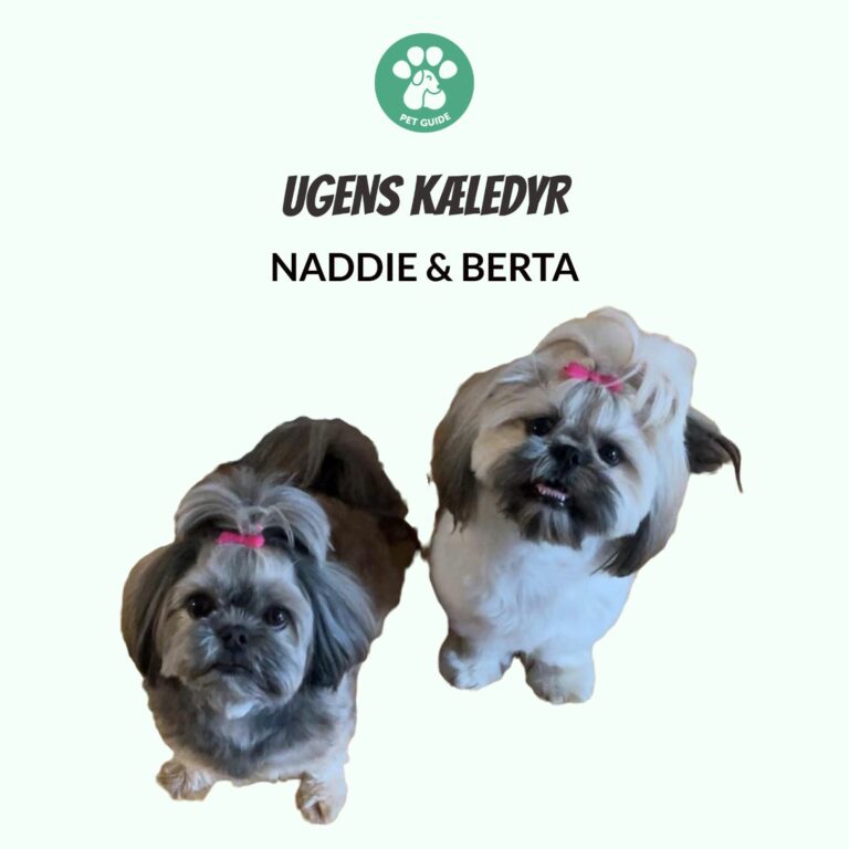 Ugens Kæledyr – Naddie & Berta (Uge 40)