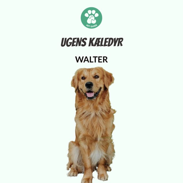 Ugens Kæledyr – Walter (Uge 45)