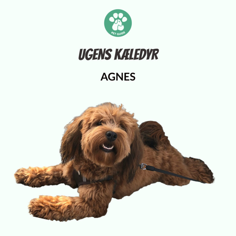 Ugens Kæledyr – Agnes (uge 46)