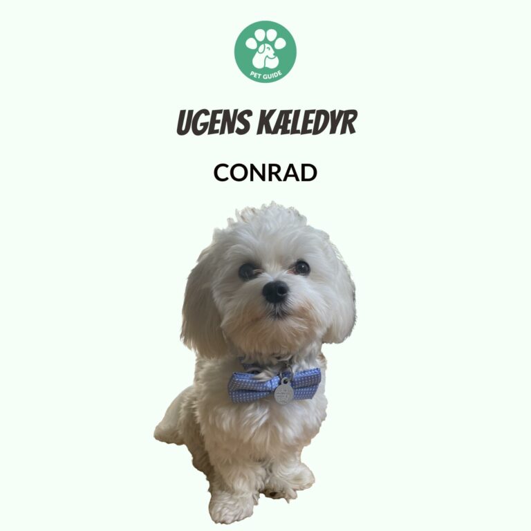 Ugens Kæledyr – Conrad (Uge 48)