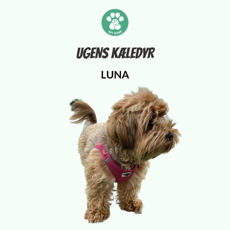 Ugens Kæledyr – Luna (Uge 50)
