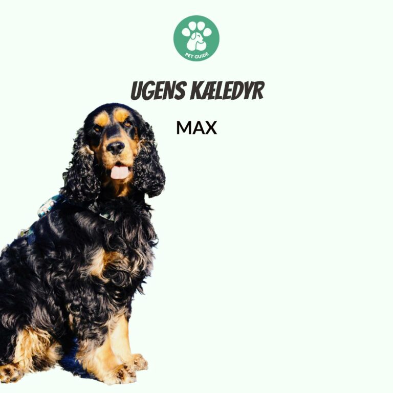 Ugens Kæledyr – Max (Uge 51)
