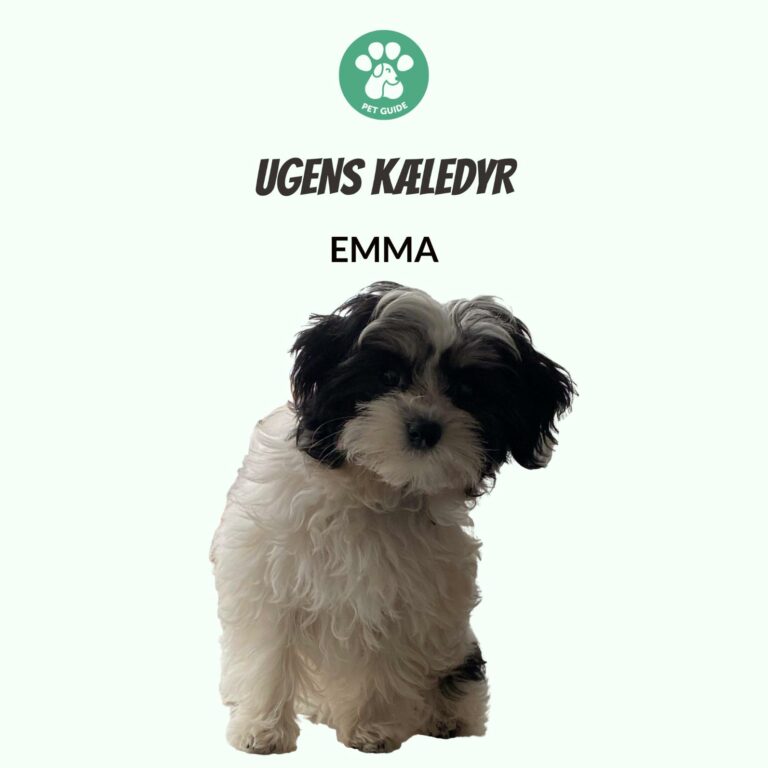Ugens Kæledyr – Emma (Uge 49)