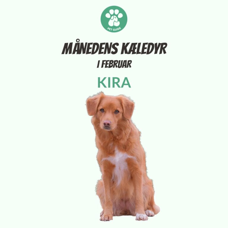 Månedens Kæledyr – Kira (Februar)