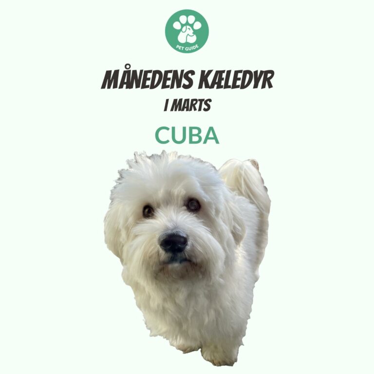 Månedens Kæledyr – Cuba (Marts)