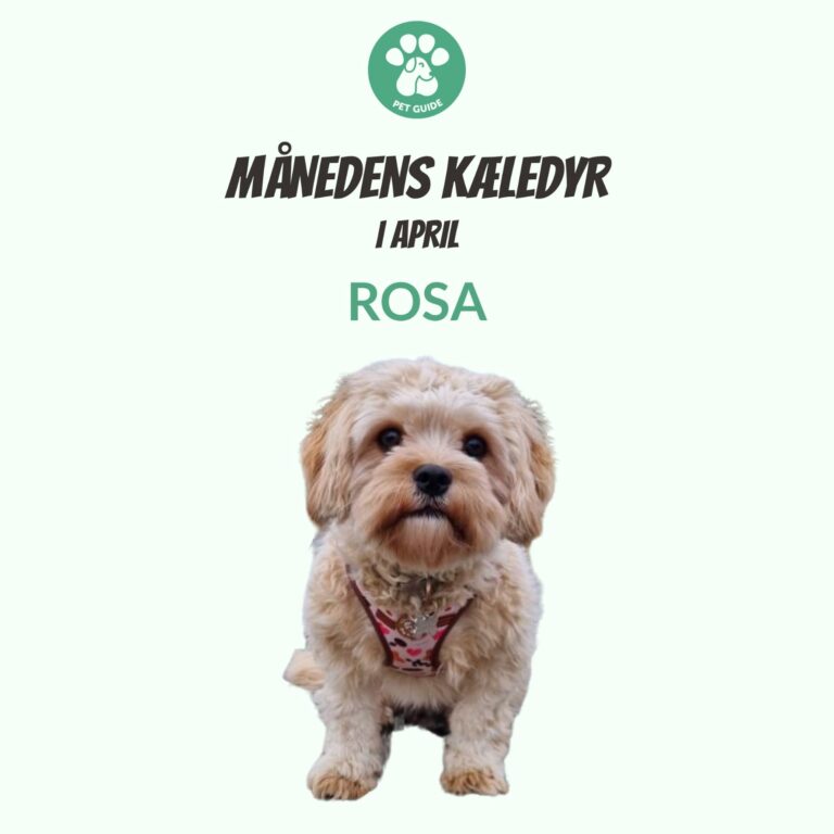 Månedens Kæledyr – Rosa (April)